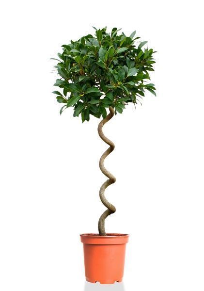 Лавр на стволе спираль 25/160 см Лавр на стволе спираль 25/160 см