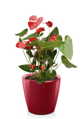 Антуриум Чемпион красный в CLASSICO LS 21, ярко-красный блестящий 