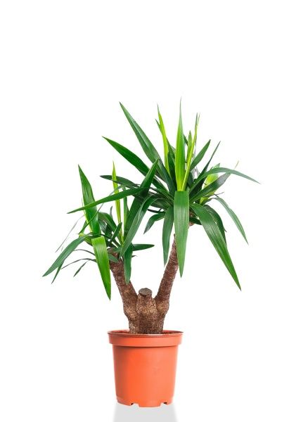 Юкка разветвленная 2 ствола 21/80 см