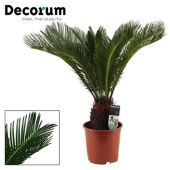 Цикас Революта 15+ листьев (декорум) d19 см h50 см