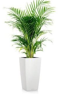 Хризалидокарпус CUBICO 30/160 см, белый Хризалидокарпус CUBICO 30/160 см, белый