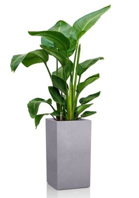 Стрелиция Николай 24/120 в CANTO STONE HIGH 30, серый камень Стрелиция Николай 24/120 в CANTO STONE HIGH 30, серый камень