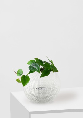 Филодендрон Сканденс в PURO 20, белый