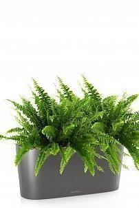 Нефролепис в DELTA 20