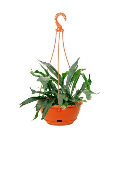 Платицериум Бифуркатум 17/40 см, подвесной