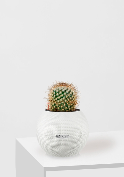 Кактус Маммиллярия Альбиланата 12/20 см в PURO 20