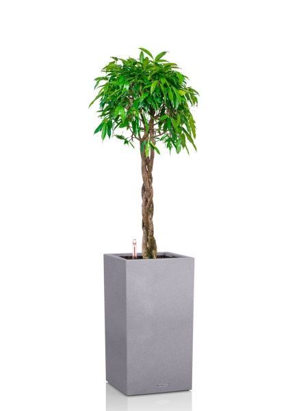 Фикус Амстел Кинг переплетенный 40/170 см в CANTO STONE HIGH 40