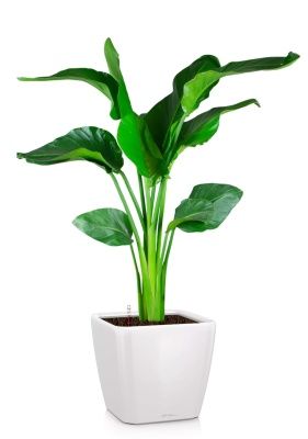 Стрелиция Николай 21/100 в QUADRO LS 28, белый блестящий Стрелиция Николай 21/100 в QUADRO LS 28, белый блестящий