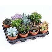 Суккуленты микс In Rozenpot d10 см h12.5 см