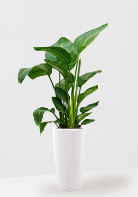 Стрелиция Николай 24/120 см в RONDO 32, белый блестящий