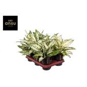 Аглаонема Вайт Киви "White Kiwi" 12/35 см