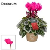 Цикламен Pink Cozy d11 см h22.5 см Цикламен Pink Cozy d11 см h22.5 см