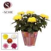 Хризантема Зембла d17 см h35 см тип 3