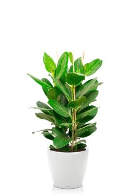 Фикус Бенгальский 3 ствола 27/90 см в CLASSICO LS 28, белый блестящий 