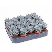 Эхеверия Hybrid Zibal d5.5 см h8 см