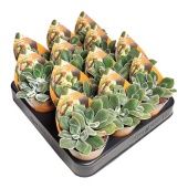 Эхеверия Pulvinata Potcover d6.5 см h8 см