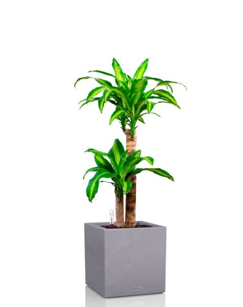 Драцена Массанжеана 2 ствола 19/100 см в CANTO STONE LOW 30