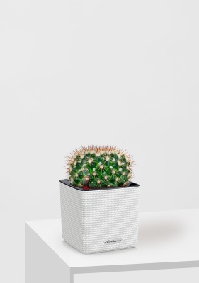 Кактус Маммиллярия Унцината 12/20 см в CUBE COLOR 14, белый