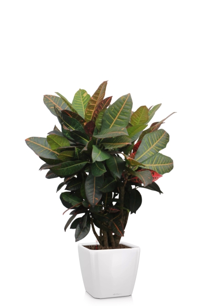 Кротон Миссис Айстон 17/65 см в QUADRO LS 21