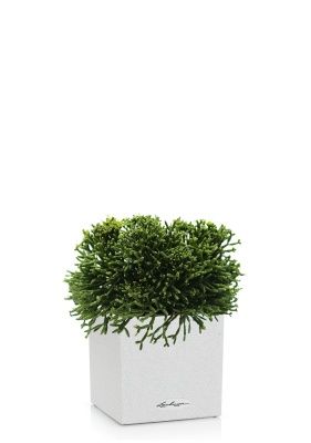 Рипсалис в CANTO Stone 14, Песочный белый 