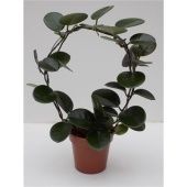 Хойя австралийская d12 см h45 см Хойя австралийская d12 см h45 см