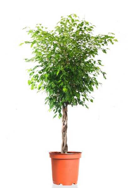 Фикус Бенджамина Экзотика переплетенный d27 см h130 см Фикус Бенджамина Экзотика переплетенный d27 см h130 см