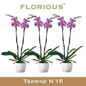Фаленопсис 2 ствола Pink In Ceramic 16+ (florious) d15 см h100 см