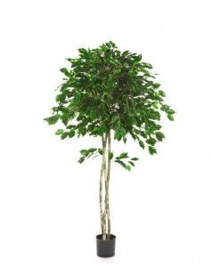 Фикус Бенджамина зонтичный