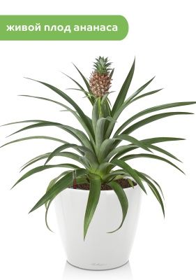 Ананас Чампака CLASSICO LS 21/50 см, Белый блестящий