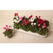 Цикламен Верано Mix d9 см h13 см