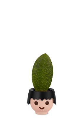 Сансевиерия Масониана Виктория 12_40 см в OJO, черный