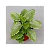 Пеперомия Lime d5.5 см h10 см