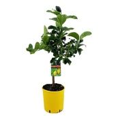 Цитрус Лимон на стволе d21 см h90 см