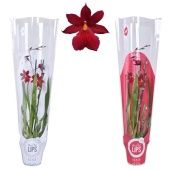 Орхидея Камбрия 2 ствола d12 см h55 см тип 2