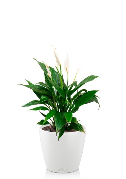 Спатифиллум Вариегатный 17/60 см в CLASSICO COLOR 21 Спатифиллум Вариегатный 17/60 см в CLASSICO COLOR 21