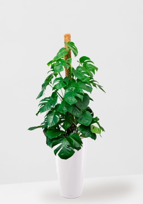 Монстера на опоре 27/150 см в RONDO 40, белый блестящий