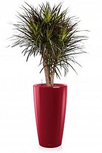 Драцена Маргината RONDO 40