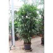 Рапис Excelsa d50 см h240 см Рапис Excelsa d50 см h240 см