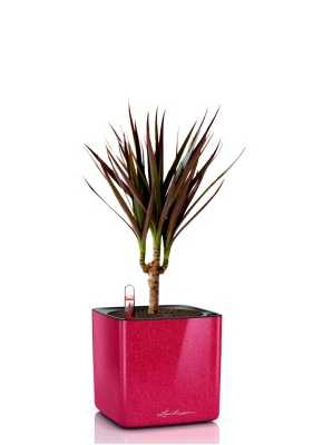 Драцена Маргината Маджента 1 ствол 12/40 см в CUBE GLOSSY KISS 14, вишнево-розовый блестящий