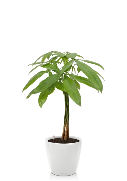 Пахира Акватика косичка 21/90 см в CLASSICO LS 28 Пахира Акватика косичка 21/90 см в CLASSICO LS 28