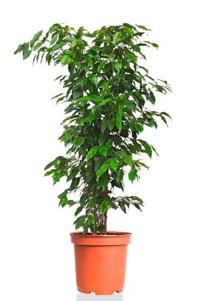 Фикус Бенджамина Анастасия d35 см h130 см