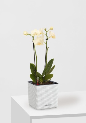 Орхидея Фаленопсис мини микс 9/30 см в CUBE Color 14 Орхидея Фаленопсис мини микс 9/30 см в CUBE Color 14