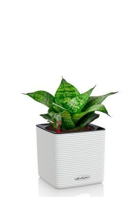 Сансевиерия Ханни 12/25 в CUBE COLOR 14, белый