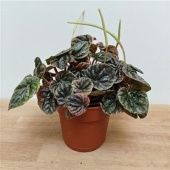 Пеперомия Abricos d12 см h20 см