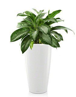 Аглаонема Сильвер Бей RONDO 40/120 см, белый блестящий