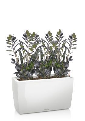 Замиокулькас Равен в CARARO 75, белый блестящий