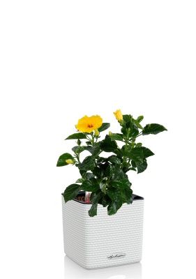 Гибискус микс 13/35 см в CUBE COLOR 14, белый Гибискус микс 13/35 см в CUBE COLOR 14, белый