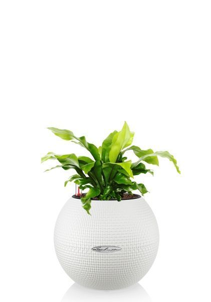 Асплениум Нидус 12/25 см в PURO 20