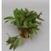 Хойя Carnosa Gracilis d12 см h20 см