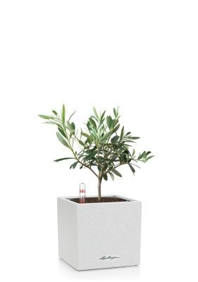 Олива в CANTO STONE 14, песочный белый Олива в CANTO STONE 14, песочный белый